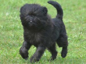 Read more about the article Affenpinscher Dog Breed