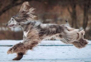 Read more about the article Afghan Hound Dog Breed