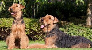 Read more about the article Airedale Terrier Dog Breed