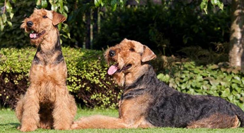 Airedale Terrier Dog Breed