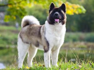 Read more about the article Akita Dog Breed