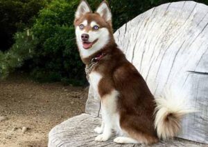 Read more about the article Alaskan Klee Kai Dog Breed
