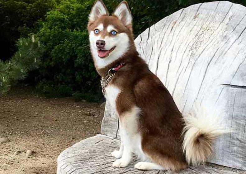 Alaskan Klee Kai Dog Breed