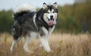 Read more about the article Alaskan Malamute Dog Breed