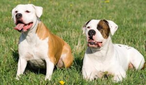 Read more about the article American Bulldog Breed