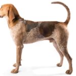 American English Coonhound Dog Breed