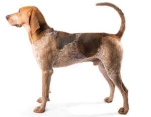 Read more about the article American English Coonhound Dog Breed