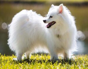 Read more about the article American Eskimo Dog Breed