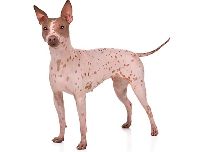 American Hairless Terrier Dog Breed
