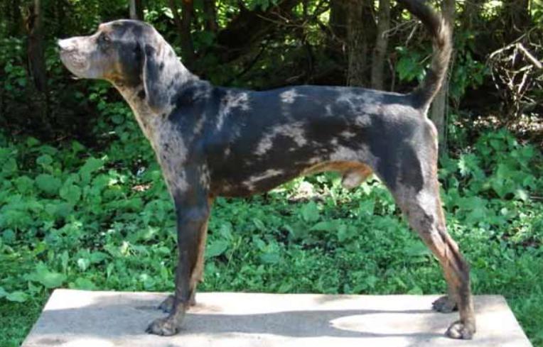 Read more about the article American Leopard Hound Dog Breed