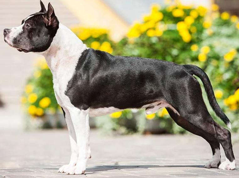 Read more about the article American Staffordshire Terrier Dog Breed