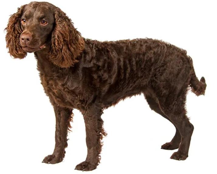 Read more about the article American Water Spaniel Dog Breed