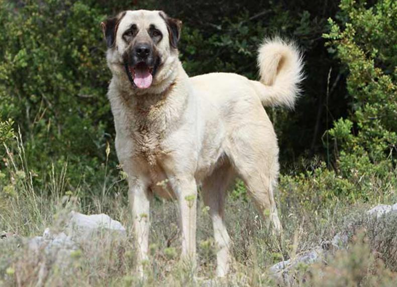 Read more about the article Anatolian Shepherd Dog Breed