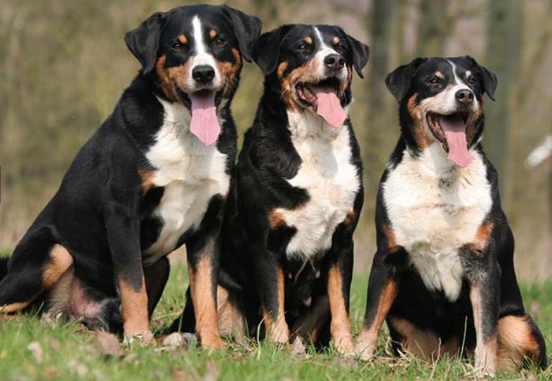 Read more about the article Appenzeller Sennenhund Dog Breed