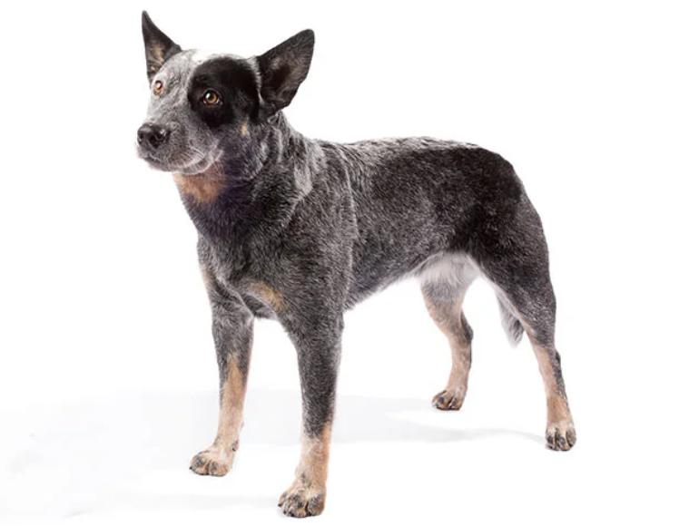 Read more about the article Australian Cattle Dog Breed