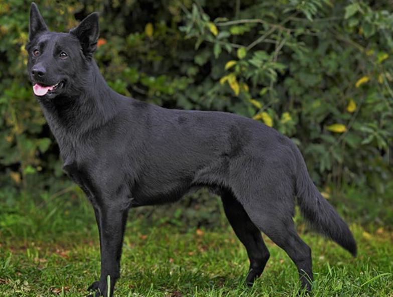 Read more about the article Australian Kelpie Dog Breed