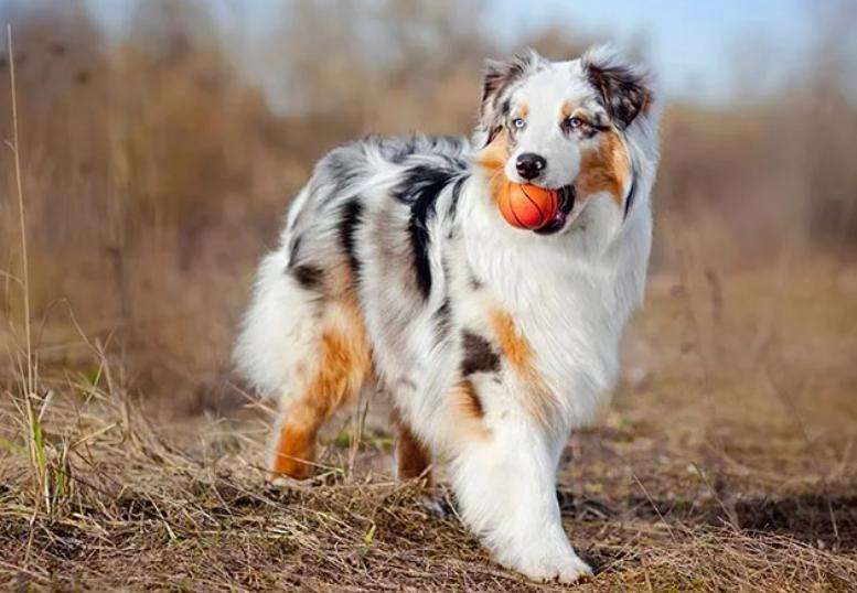 Read more about the article Australian Shepherd Dog Breed
