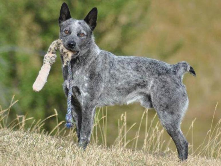 Read more about the article Australian Stumpy Tail Cattle Dog Breed