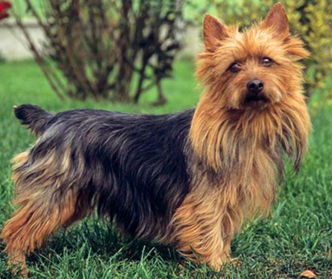 Read more about the article Australian Terrier Dog Breed