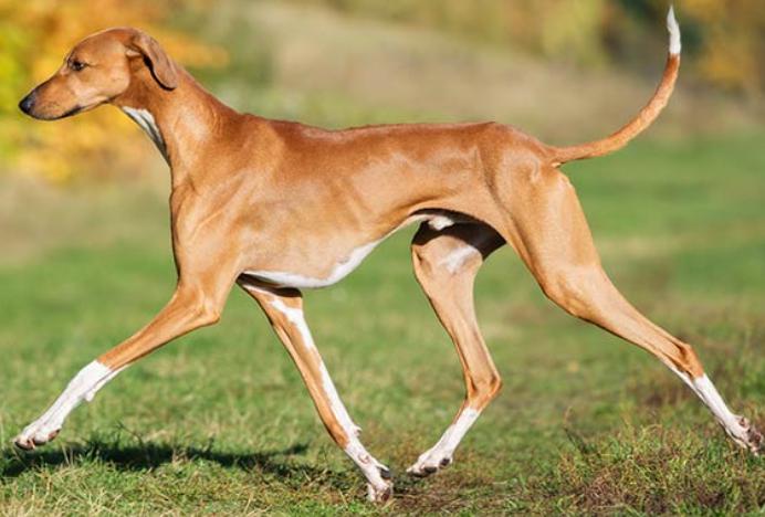 Azawakh dog breed