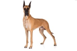 Read more about the article Great dane Dog Breed